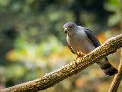 Image of Rufous-thighed Kite