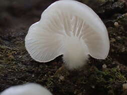 Image of Crepidotus stipitatus Kauffman 1918