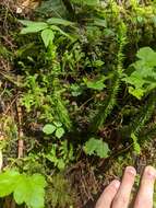 Image of western clubmoss