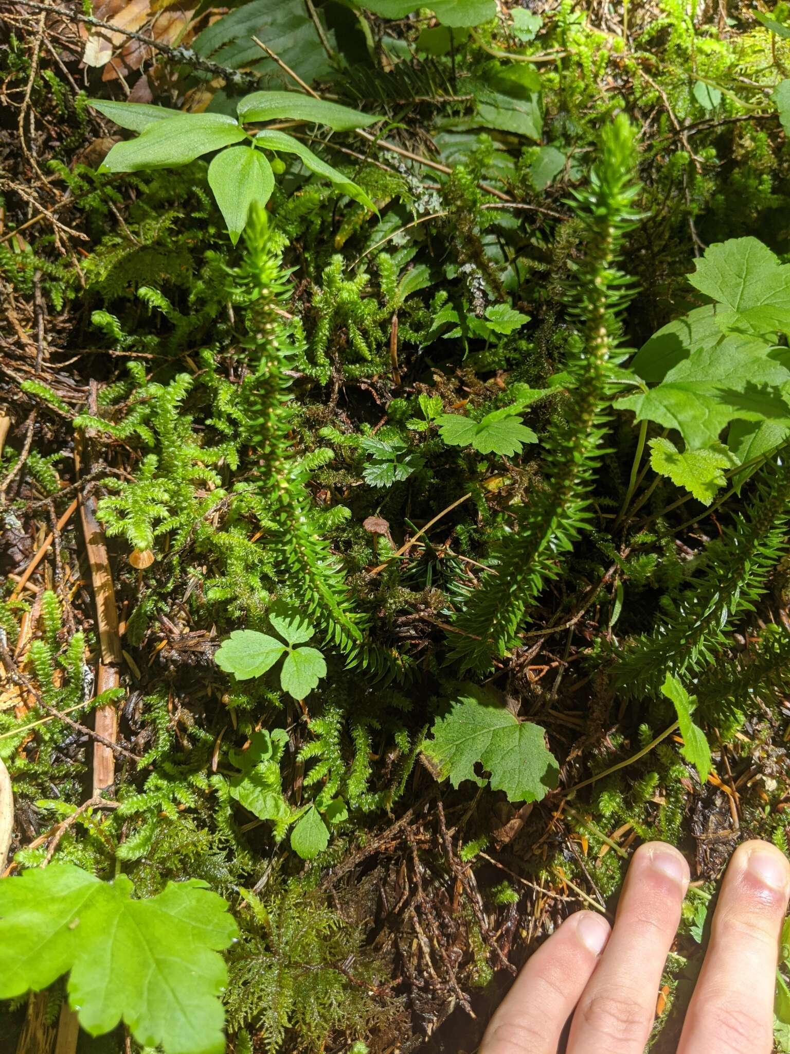 Image of western clubmoss