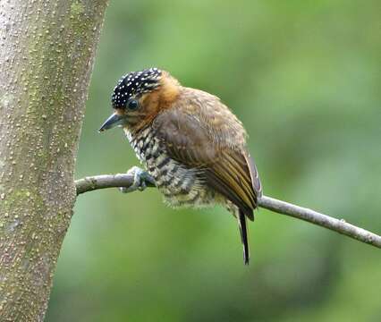 صورة Picumnus temminckii Lafresnaye 1845