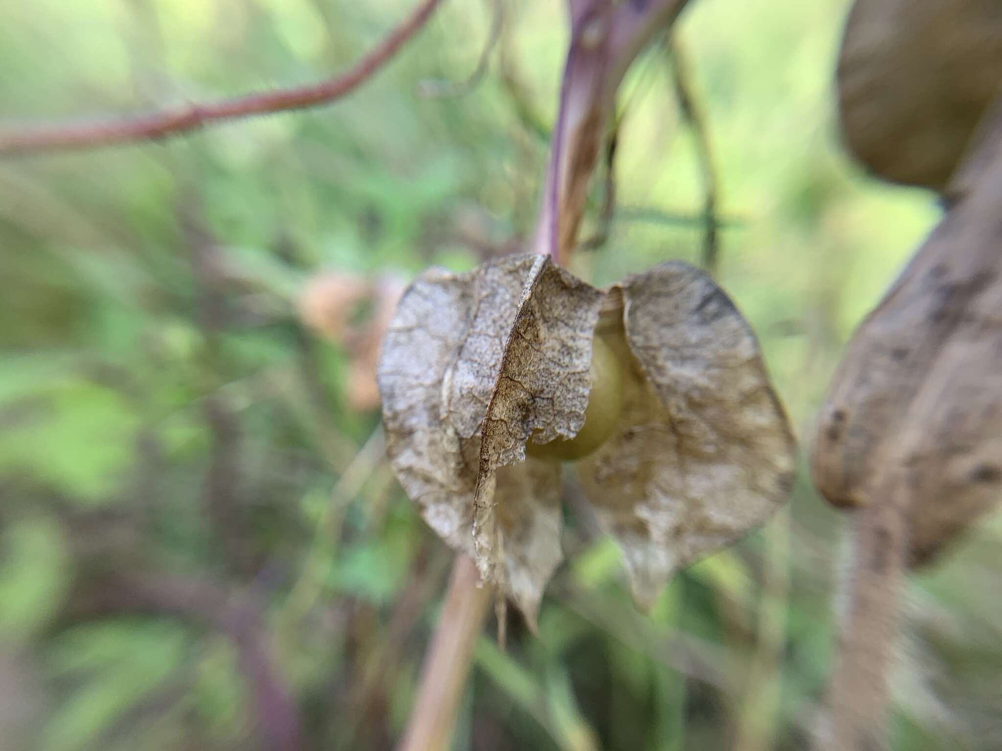 Image of heartleaf groundcherry