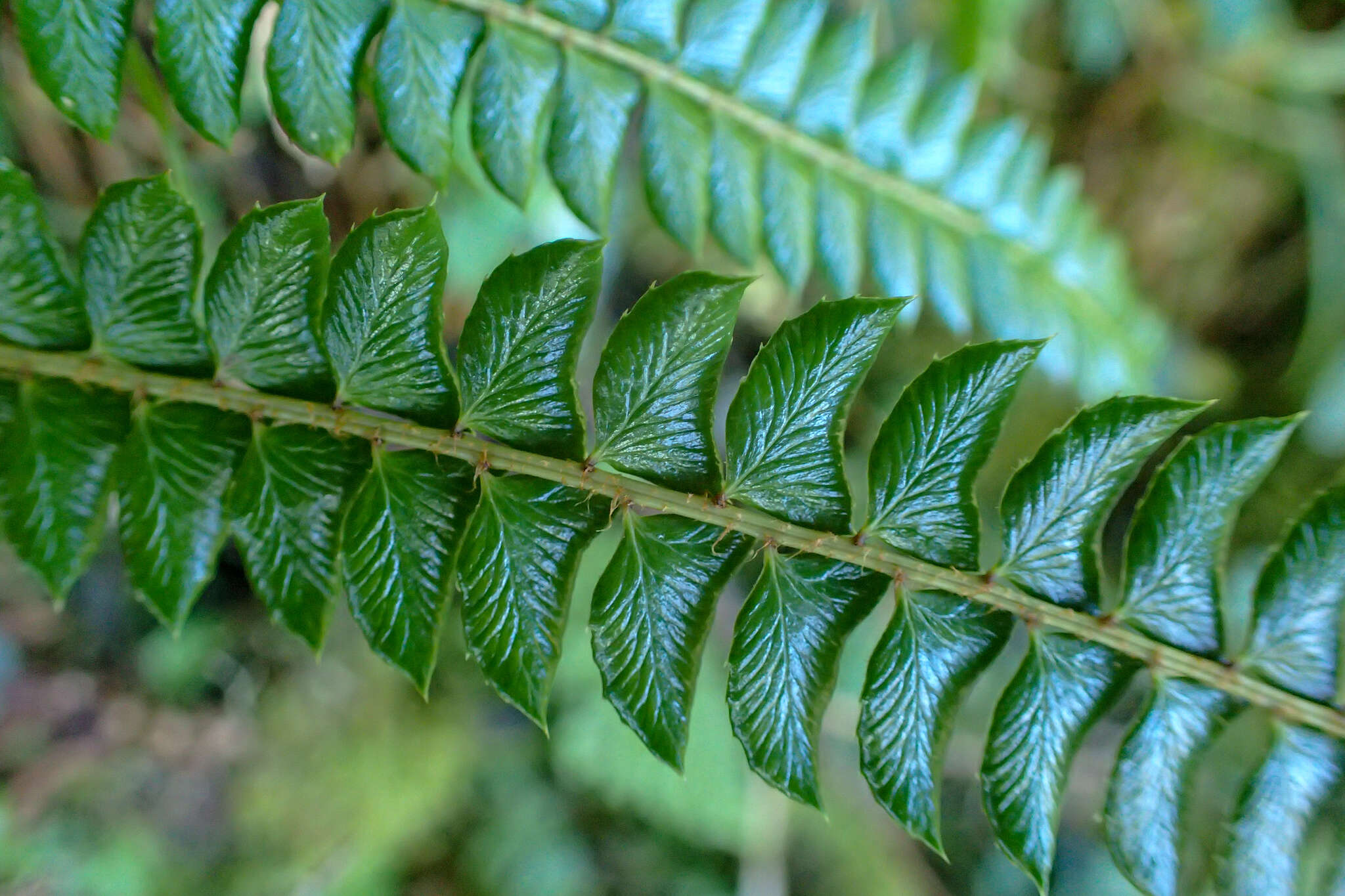 Image of Polystichum levingei C. Hope ex Christ