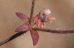 Image of unarmed buckwheat