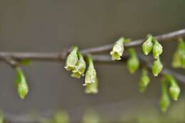 Image of Erythroxylum guatemalense Lundell