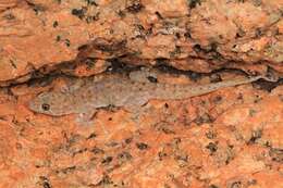 Image of Northern Spotted Rock Dtella