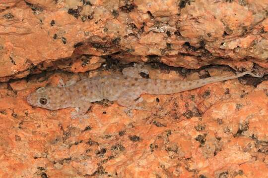 Image of Northern Spotted Rock Dtella