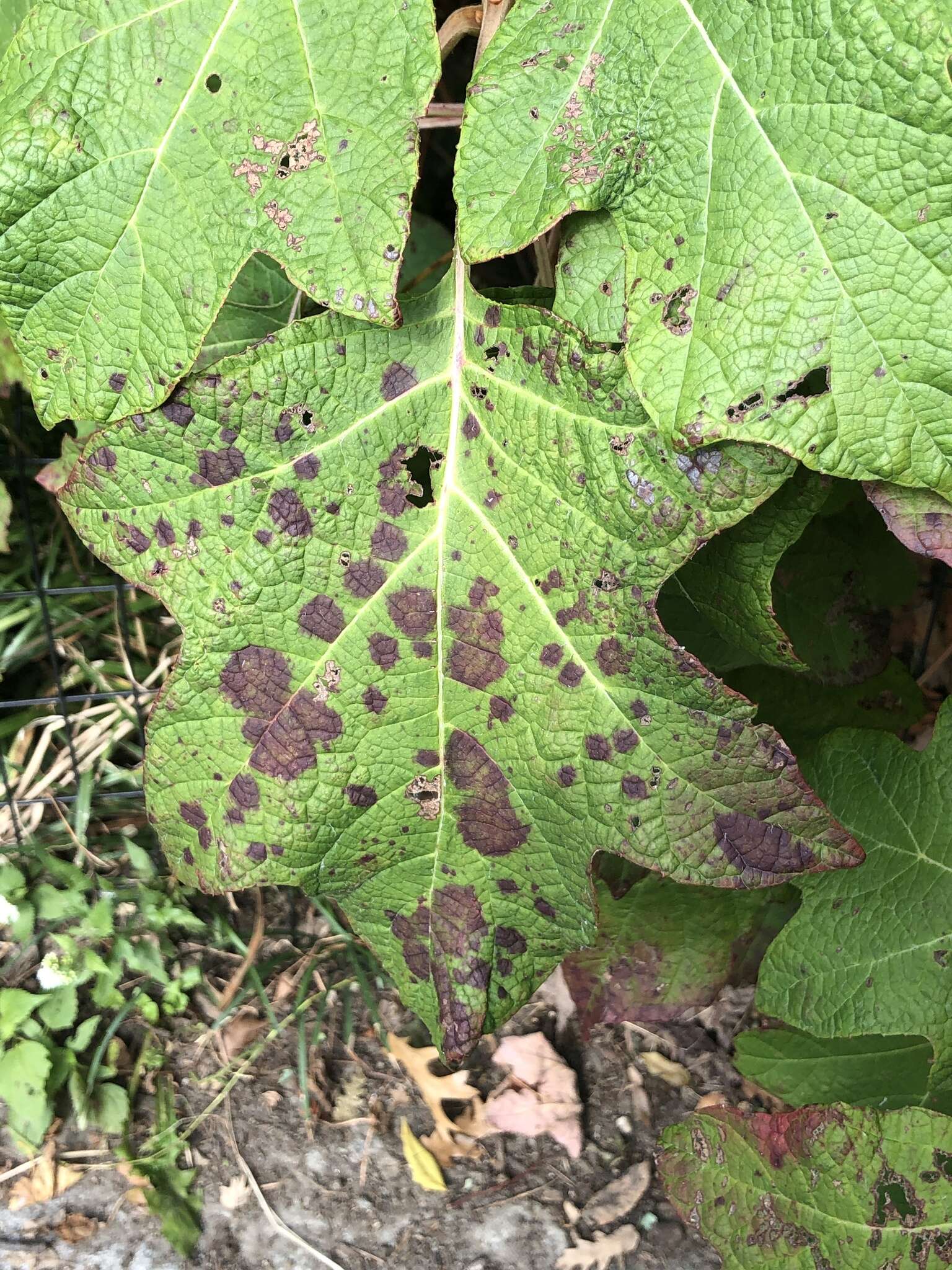 Image of Cercospora hydrangeae Ellis & Everh. 1892