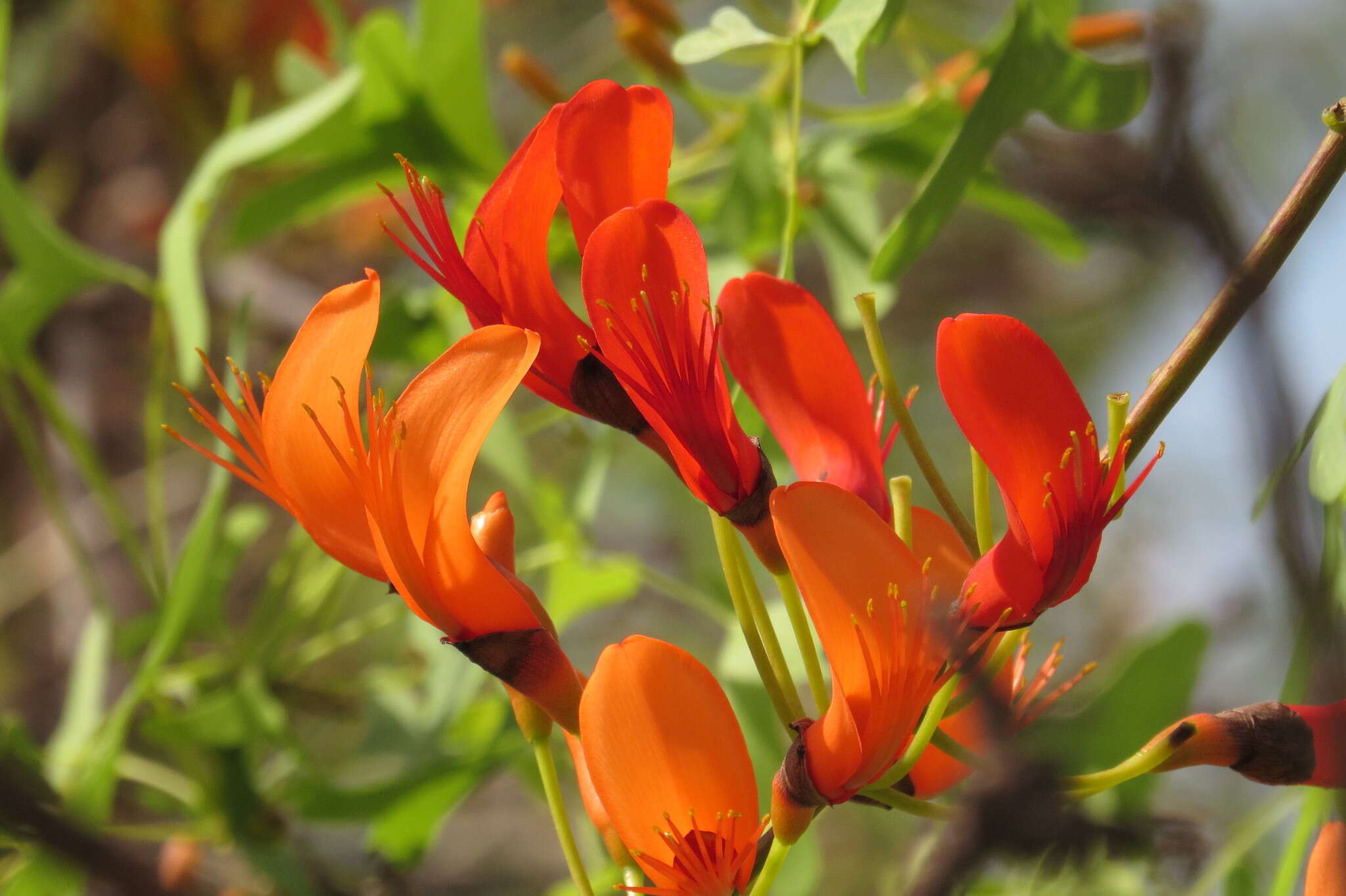 Image of Bat's wing coral tree