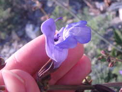 Image of Salvia ringens Sm.