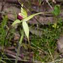 Caladenia flavovirens G. W. Carr的圖片