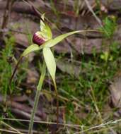 Caladenia flavovirens G. W. Carr的圖片