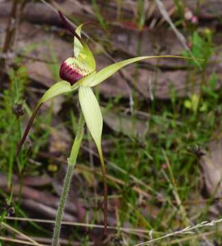 Image of Summer spider orchid