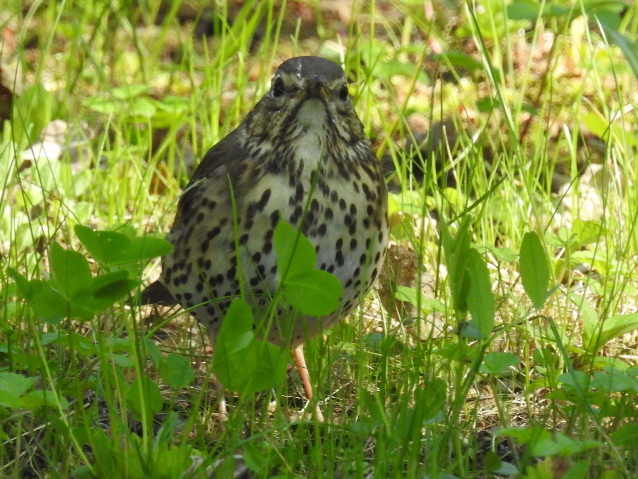 Image of Turdus philomelos philomelos Brehm & CL 1831