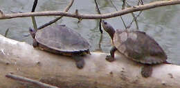 Image of Assam Roofed Turtle