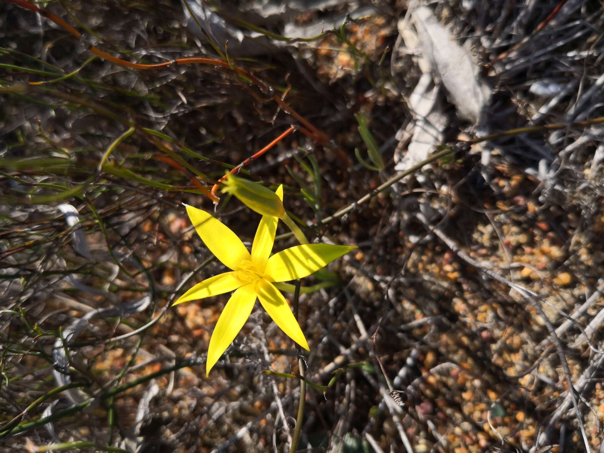 Image of Autumn star