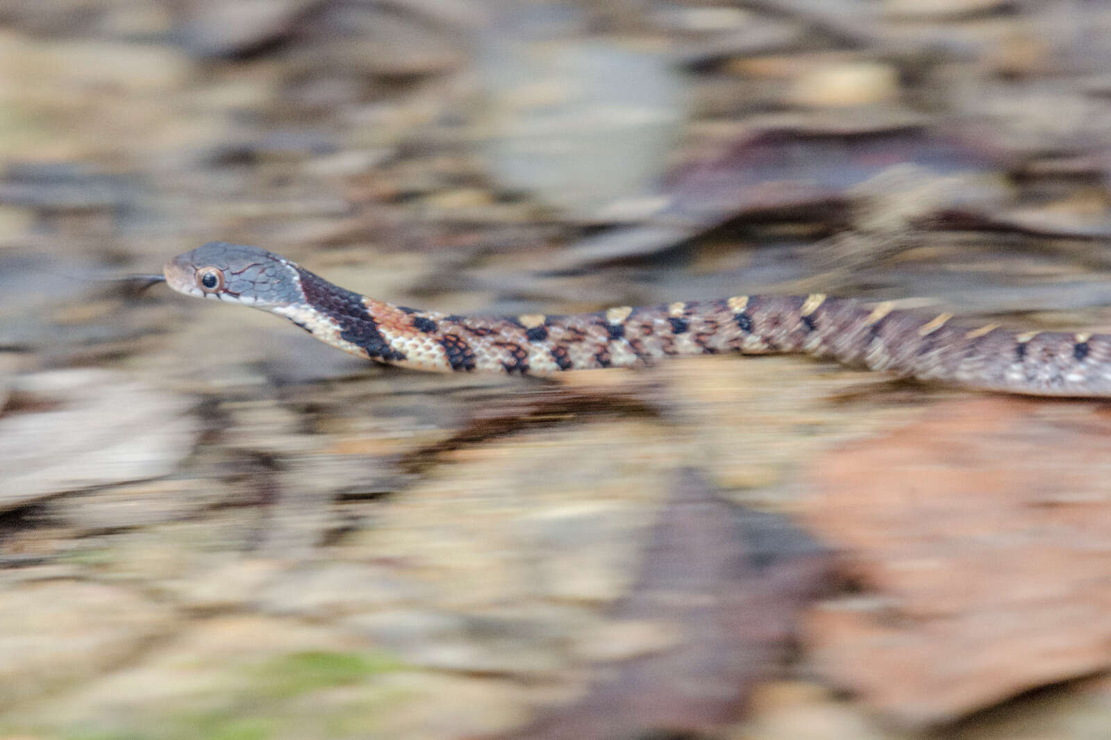 Image of Big-eyed mountain keelback