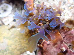 Image of Dictyota cyanoloma