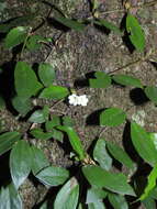 Image of <i>Codonanthopsis crassifolia</i>