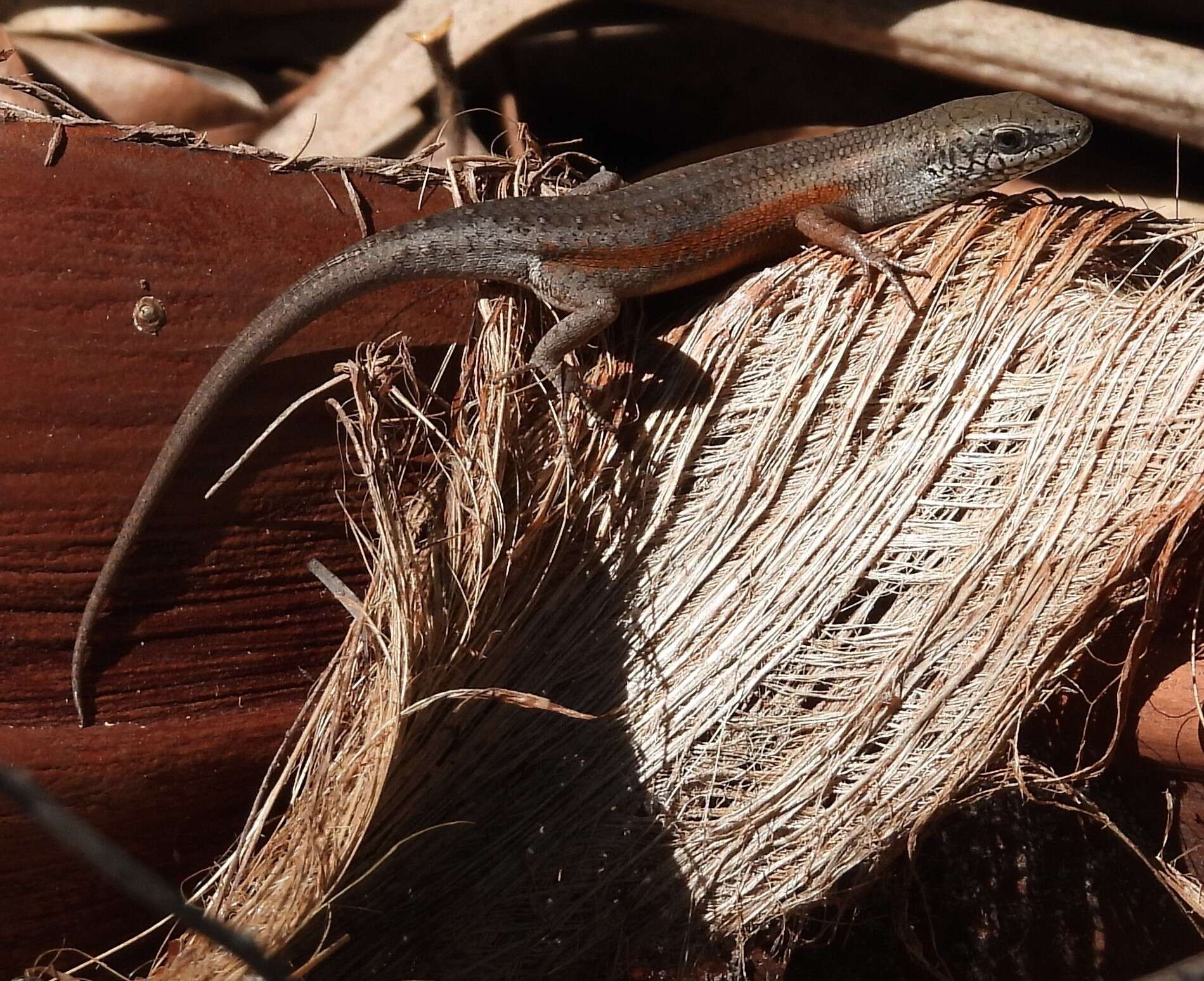 Image of Open-litter Rainbow-skink