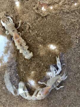 Image of beach ghost shrimp