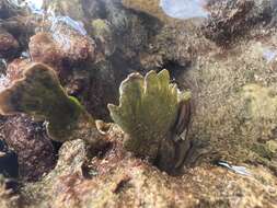 Image of Green algae