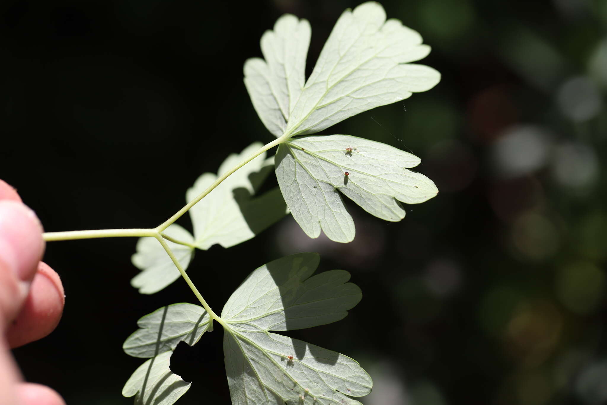 Phytomyza minuscula Goureau 1851 resmi