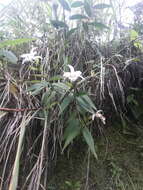 Image of Sobralia pulcherrima Garay