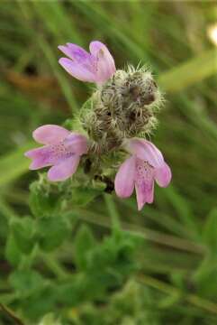 Image of mock pennyroyal