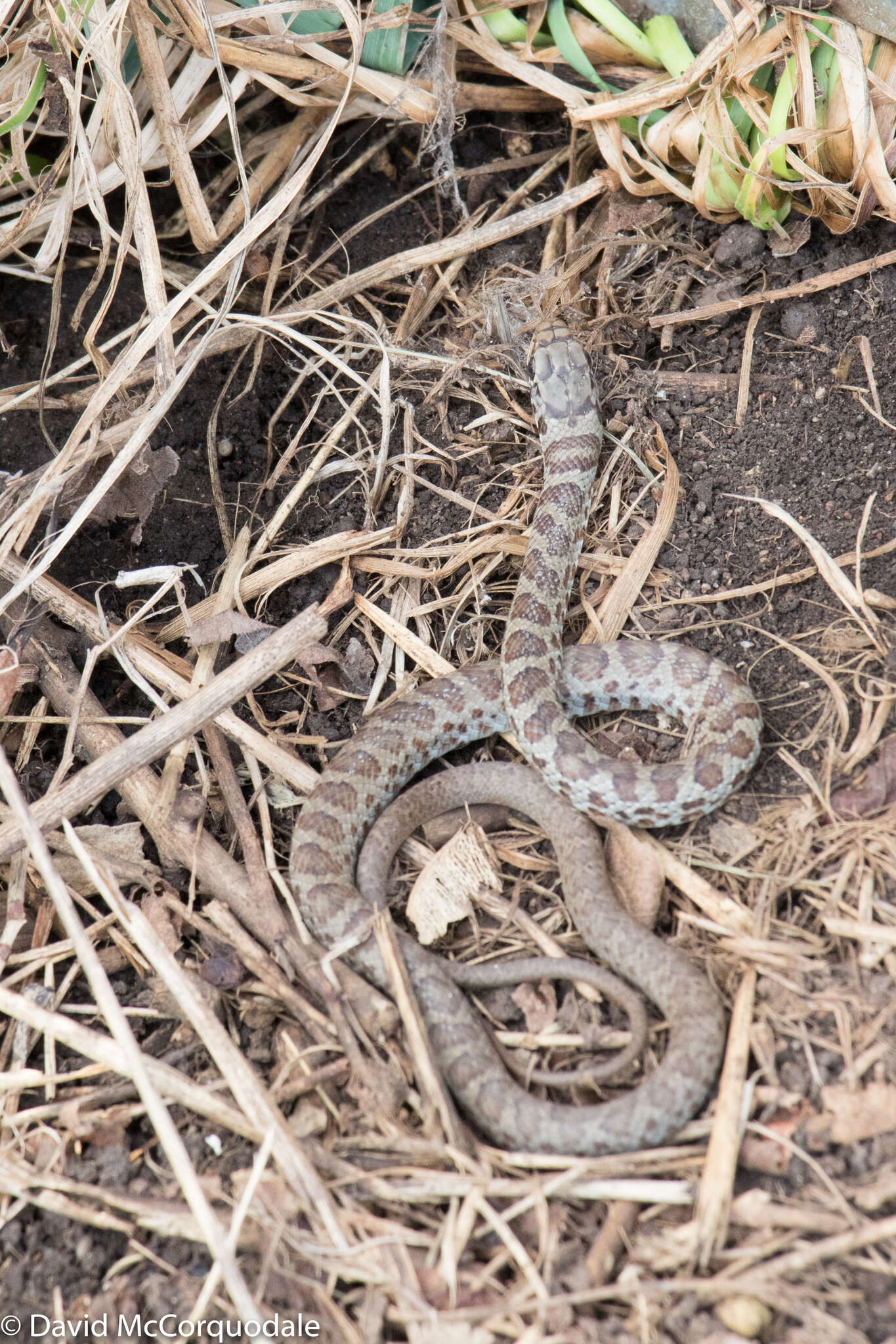 Imagem de Coluber constrictor foxii (Baird & Girard 1853)