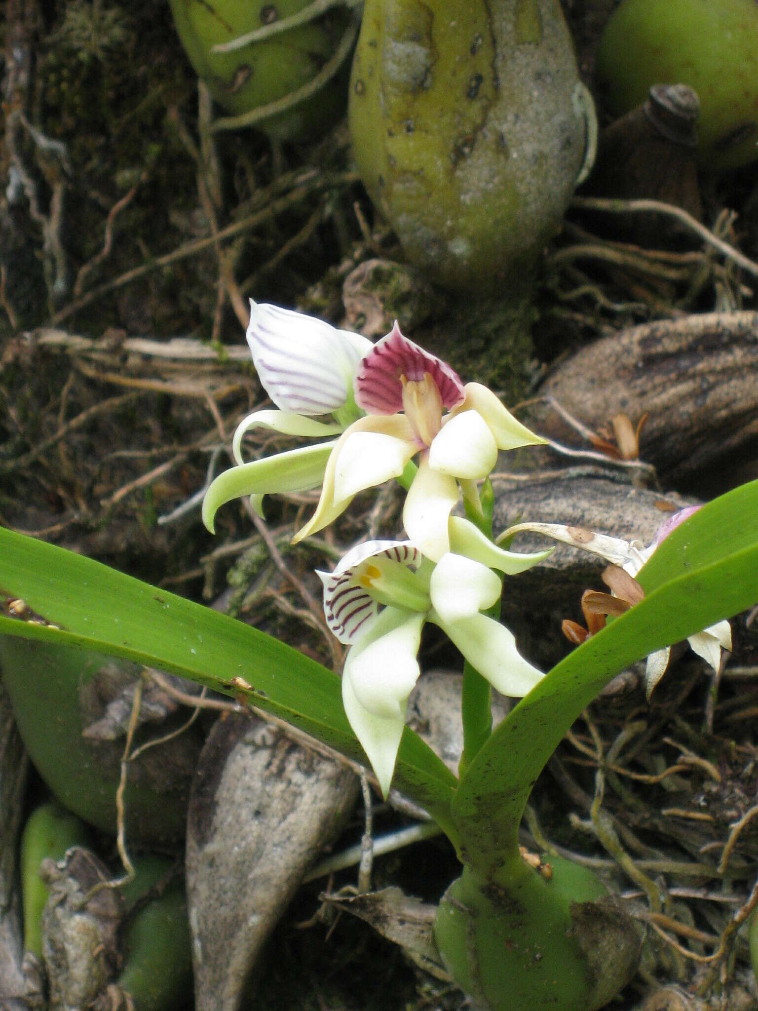 Image of Prosthechea chacaoensis (Rchb. fil.) W. E. Higgins