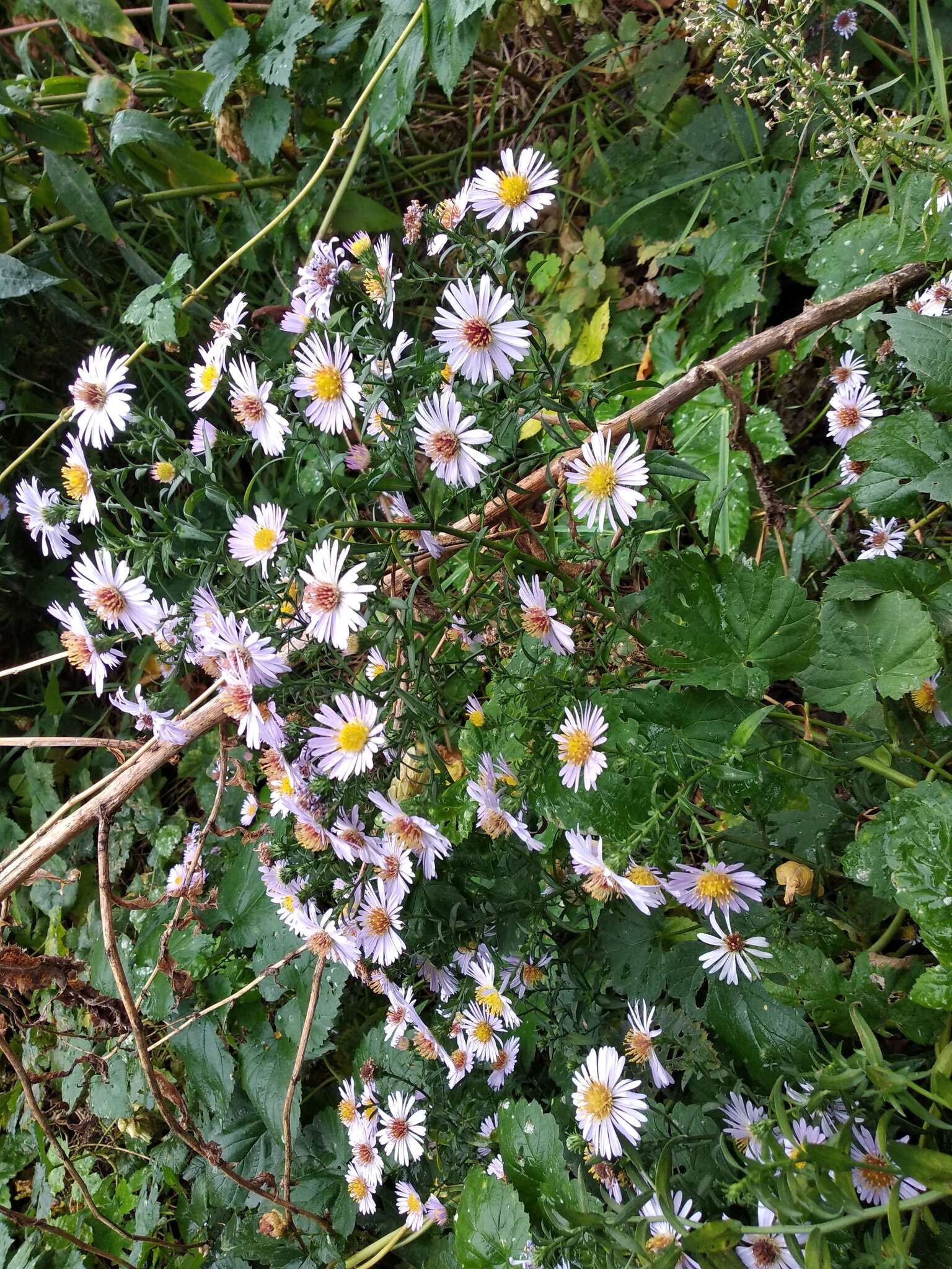 Image of Symphyotrichum versicolor (Willd.) G. L. Nesom