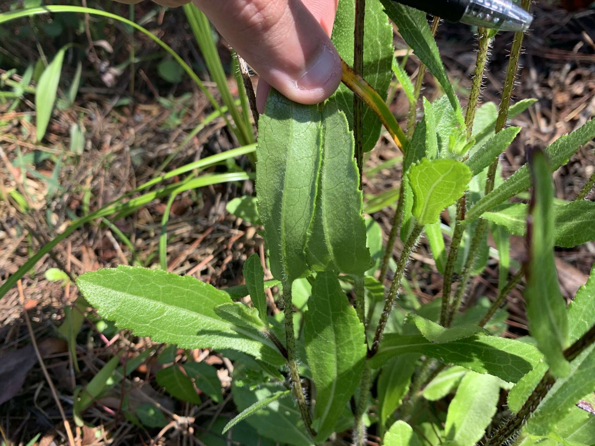 Image of blackeyed Susan