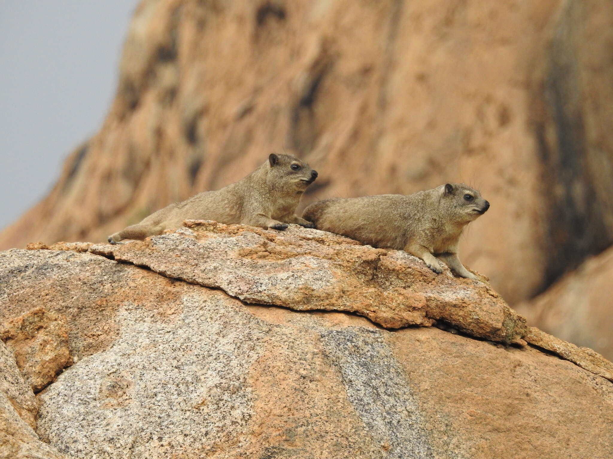 Image of Procavia capensis welwitschii (Gray 1868)