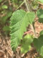 صورة Tragia urticifolia Michx.