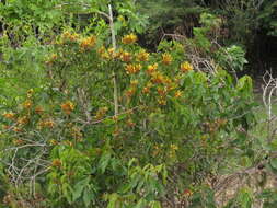 Imagem de Psittacanthus cucullaris (Lam.) G. Don