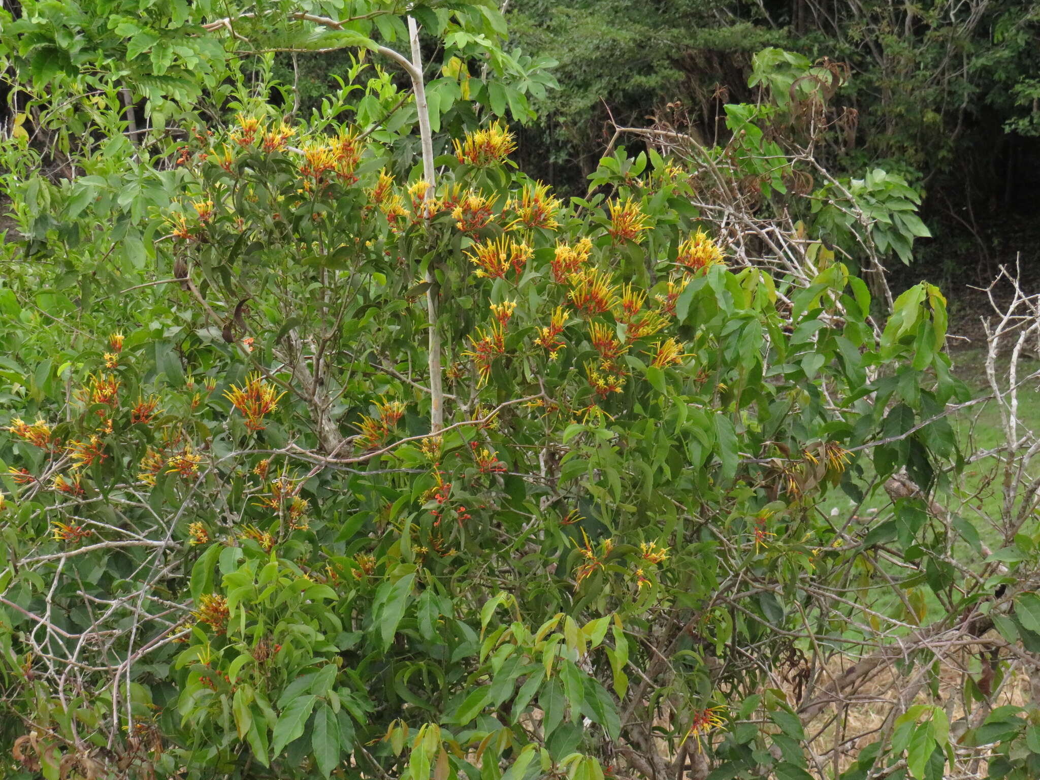 Imagem de Psittacanthus cucullaris (Lam.) G. Don