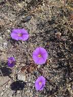 Imagem de Ipomoea ternifolia var. leptotoma (Torr.) J. A. Mc Donald