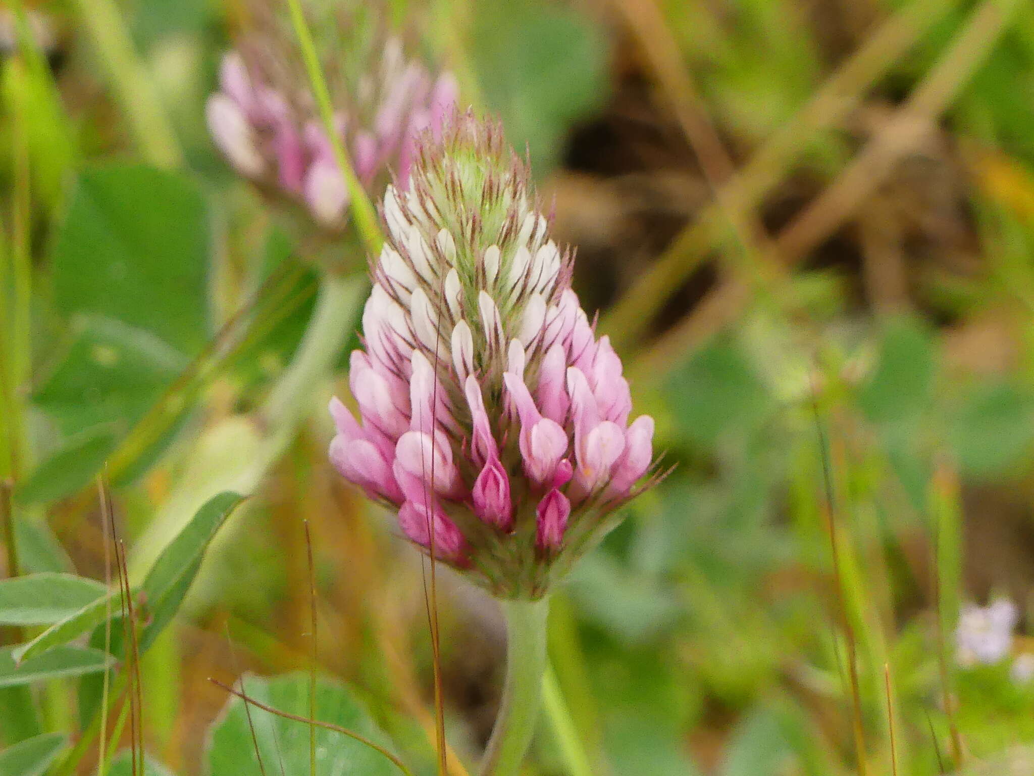 Image of Trifolium incarnatum subsp. molinerii (Hornem.) Syme