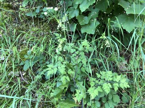 Image of rough chervil