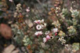 Image of Achyranthemum affine (Less.) N. G. Bergh