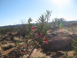 Eremophila latrobei F. Muell.的圖片