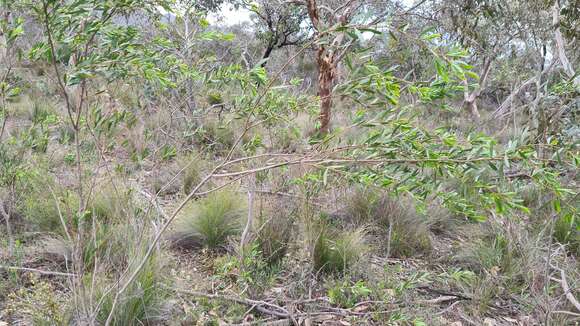 Image of Veined spider orchid