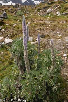 Sivun Lupinus weberbaueri Ulbr. kuva