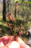 Scleria sphacelata F. Muell.的圖片