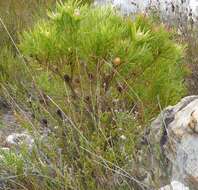 Image of Erica gysbertii var. gysbertii