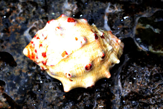 Image of alou rock shell