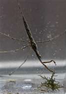 Image of Brown Waterscorpion