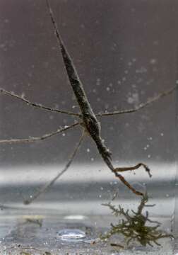 Image of Brown Waterscorpion