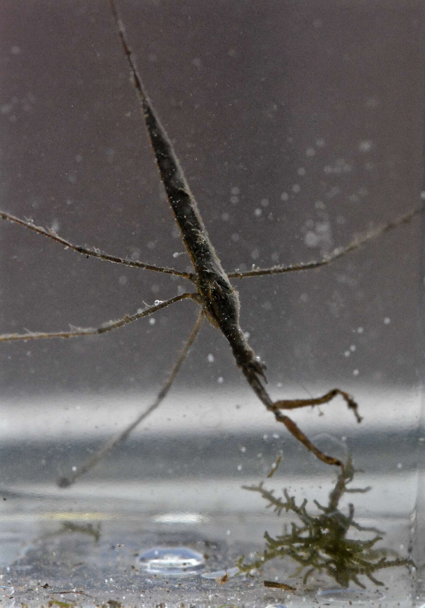 Image of Brown Waterscorpion